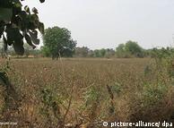 Campo de algodón cerca de Vangri (India): persistente sequía.