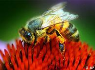 Las abejas necesitan flores para alimentarse y polinizarlas.