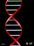 الحمض النووي العادي دي إن إيه يتكوّن عادةً من شريطين اثنين ملتصقين ببعضهما.