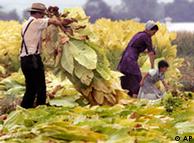 Familia de menonitas trabajando la tierra.