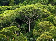 تصویری از یکی از جنگل‌های ایالت سائوپائولوی برزیل