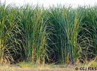 Plantação de cana-de-açúcar: matéria prima do biocombustível brasileiro
