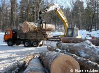 Máquinas potentes: durante horas, árvores são empilhadas