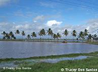 Área de plantio de arroz em Khirsah, na Guiana Francesa