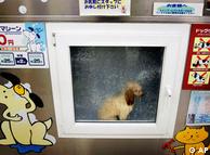 3-year-old poodle Mizuho being shampooed at 