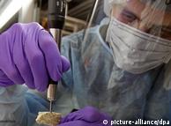 A scientists
 wearing a face shield, gloves and a breathing mask drills into a 
Neanderthal bone