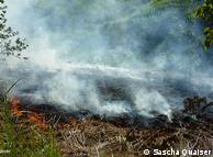 الحرائق الناتجة عن ارتفاع درجات الحرارة تشكل تهديداً كبيراً لغابات جبال الأولوغورو