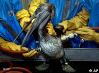 A brown pelican is cleaned following exposure to the oil spill in the Gulf of Mexico