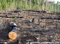 Queimada: desmatamento causa quase um quinto dos gases de efeito estufa