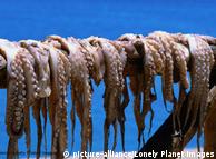 Octopus  hanging to dry