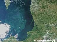 Цветение воды в Балтийском море (снимок со спутника) 