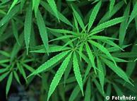 A Cannabis, planta da qual é feita a maconha