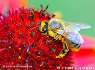 Los pesticidas derivados de la nicotina son mortales para las abejas.