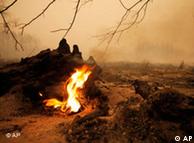 جنگل سوخته در ۱۵۰ کیلومتری جنوب شرقی مسکو