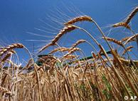 Колосящаяся пшеница