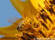 Las abejas deben volar 40.000 veces para producir un frasco de miel.