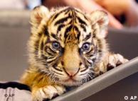 Baby tiger at the Frankfurt Zoo