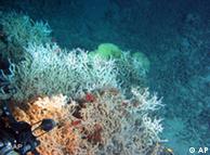 De seguir así, según IPSO, en 30 años los arrecifes de coral habrán desaparecido