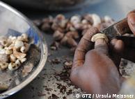 Castanha de caju é um dos pilares da economia da Guiné-Bissau, o que deixaria o país vulnerável a variações internacionais dos preços