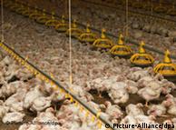 Τα περισσότερα κοτόπουλα στην ΕΕ ζουν υπό άθλιες συνθήκες 