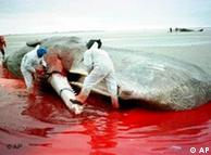 Millones de personas jamás han probado la carne de ballena y son felices. 