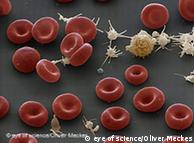 Red blood cells under the microscope