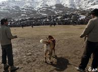 سگ جنگی در کابل 0,,6445917_1,00