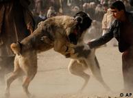 سگ جنگی در کابل
