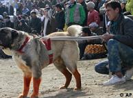 سگ جنگی در کابل 0,,6446004_1,00
