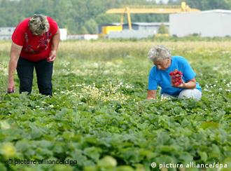 Oszuści żerują też na pracownikach sezonowych - foto: dw-world.de