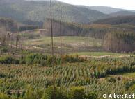La mayoría de las plantaciones comerciales en Chile no son especies nativas. En la foto, una plantación de eucalyptus globulus.