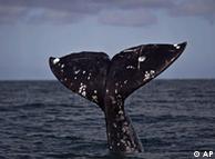 Tail of a gray whale 