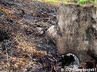 إزالة الغطاء النباتي عن طريق الحرق تسبب في تدمير آلاف الهكتارات