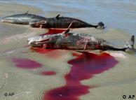 Según la organización WWF, cada dos minutos muere una ballena víctima de las redes de pescadores.