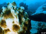 ازدياد حمضية المحيطات بسبب تزايد نسبة ثاني اكسيد الكربون يهدد الحياة البحرية 