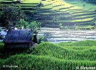 Terraced rice paddies have existed in China and the Philippines for millennia